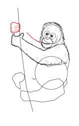 How to draw a orangutan - Step 5