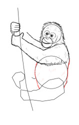 How to draw a orangutan - Step 6