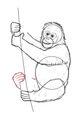 How to draw a orangutan - Step 8