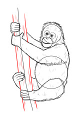 How to draw a orangutan - Step 9