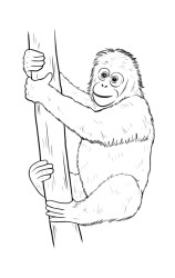 How to draw a orangutan - Step 10