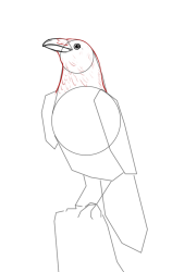 How to draw a crow - Step 10