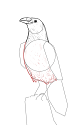 How to draw a crow - Step 11