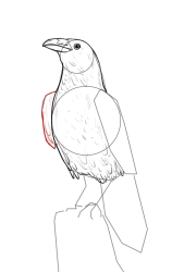 How to draw a crow - Step 12
