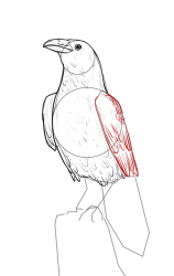 How to draw a crow - Step 13