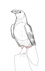 How to draw a crow - Step 14