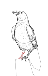 How to draw a crow - Step 15