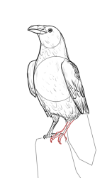 How to draw a crow - Step 16