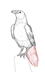 How to draw a crow - Step 17