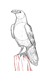 How to draw a crow - Step 18
