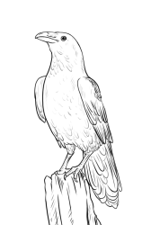 How to draw a crow - Step 19