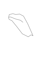 How to draw Green iguana - Step 1