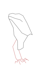 How to draw Green iguana - Step 3