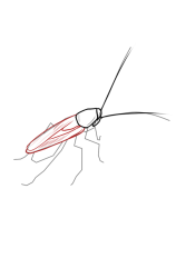 How to draw a roach - Step 5