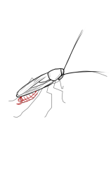 How to draw a roach - Step 6