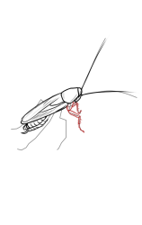 How to draw a roach - Step 7