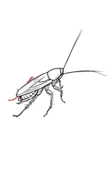 How to draw a roach - Step 10