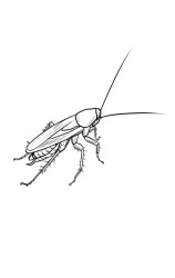 How to draw a roach - Step 11
