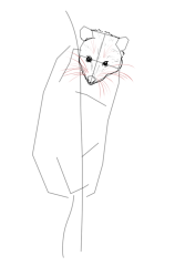 How to draw a possum - Step 9