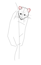 How to draw a possum - Step 10