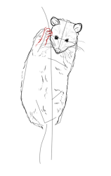 How to draw a possum - Step 12