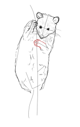 How to draw a possum - Step 13