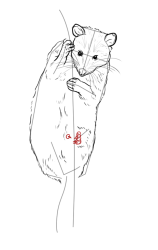 How to draw a possum - Step 14