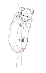 How to draw a possum - Step 15