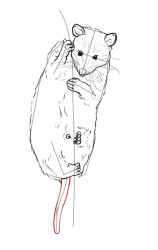 How to draw a possum - Step 16