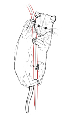 How to draw a possum - Step 17