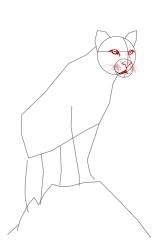 How to draw a mountain lion - Step 9