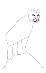 How to draw a mountain lion - Step 10