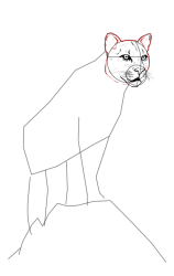 How to draw a mountain lion - Step 11