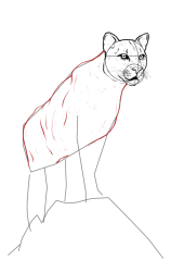 How to draw a mountain lion - Step 12