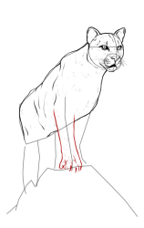 How to draw a mountain lion - Step 13