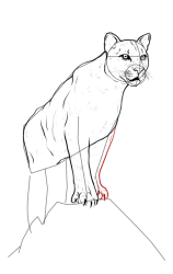 How to draw a mountain lion - Step 14