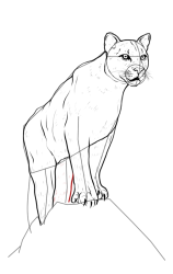 How to draw a mountain lion - Step 16