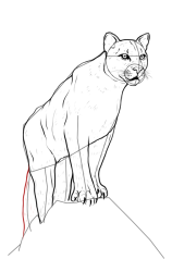 How to draw a mountain lion - Step 17