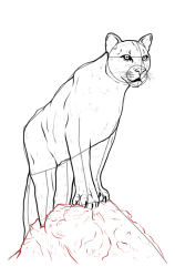 How to draw a mountain lion - Step 18