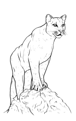 How to draw a mountain lion - Step 19