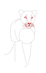 How to draw a lioness - Step 7