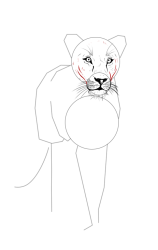 How to draw a lioness - Step 8