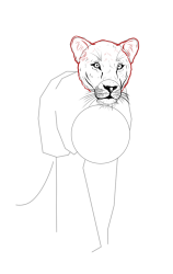 How to draw a lioness - Step 9