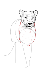 How to draw a lioness - Step 10