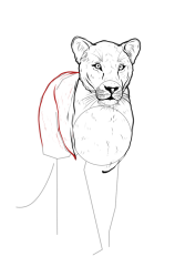 How to draw a lioness - Step 11