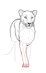 How to draw a lioness - Step 12