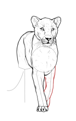 How to draw a lioness - Step 13