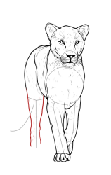 How to draw a lioness - Step 14