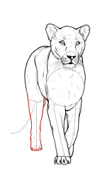 How to draw a lioness - Step 15