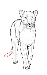 How to draw a lioness - Step 16